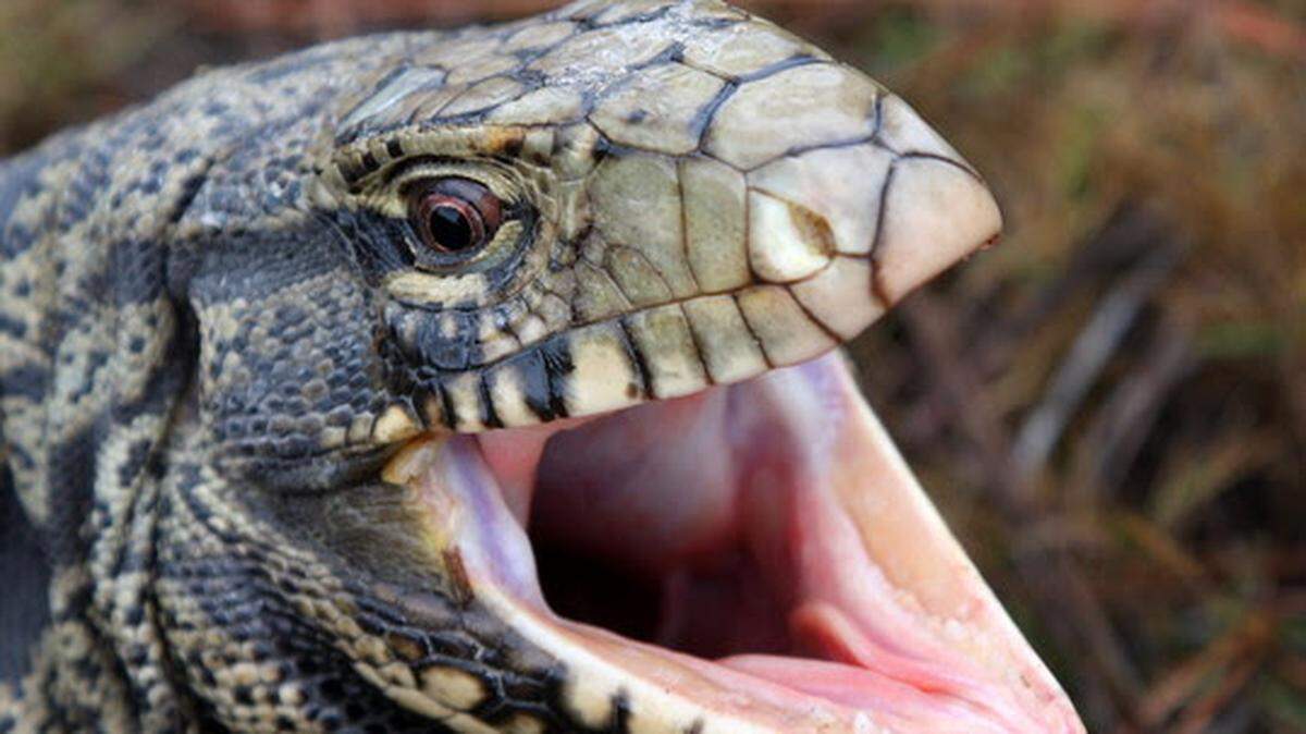 File photo: An adult black and white tegu lizard.