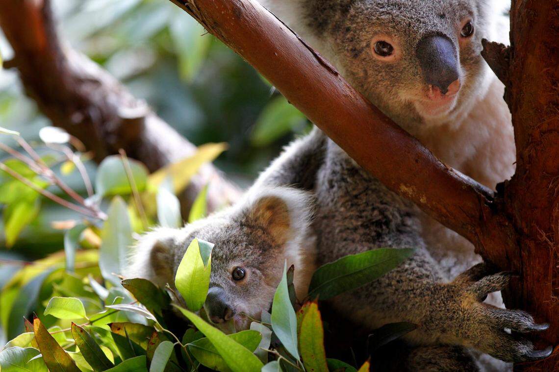 One of Riverbanks Zoo and Garden’s koalas Lottie, right, died.