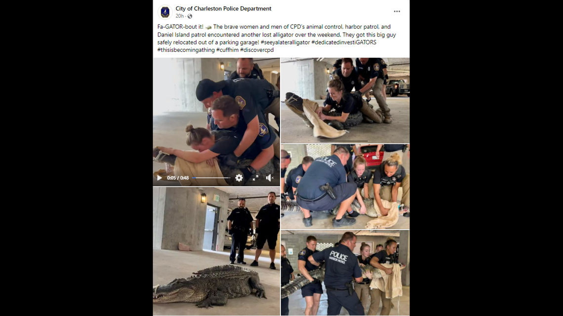 The alligator was found late Friday, May 20, in the garage of a Daniel Island apartment complex.