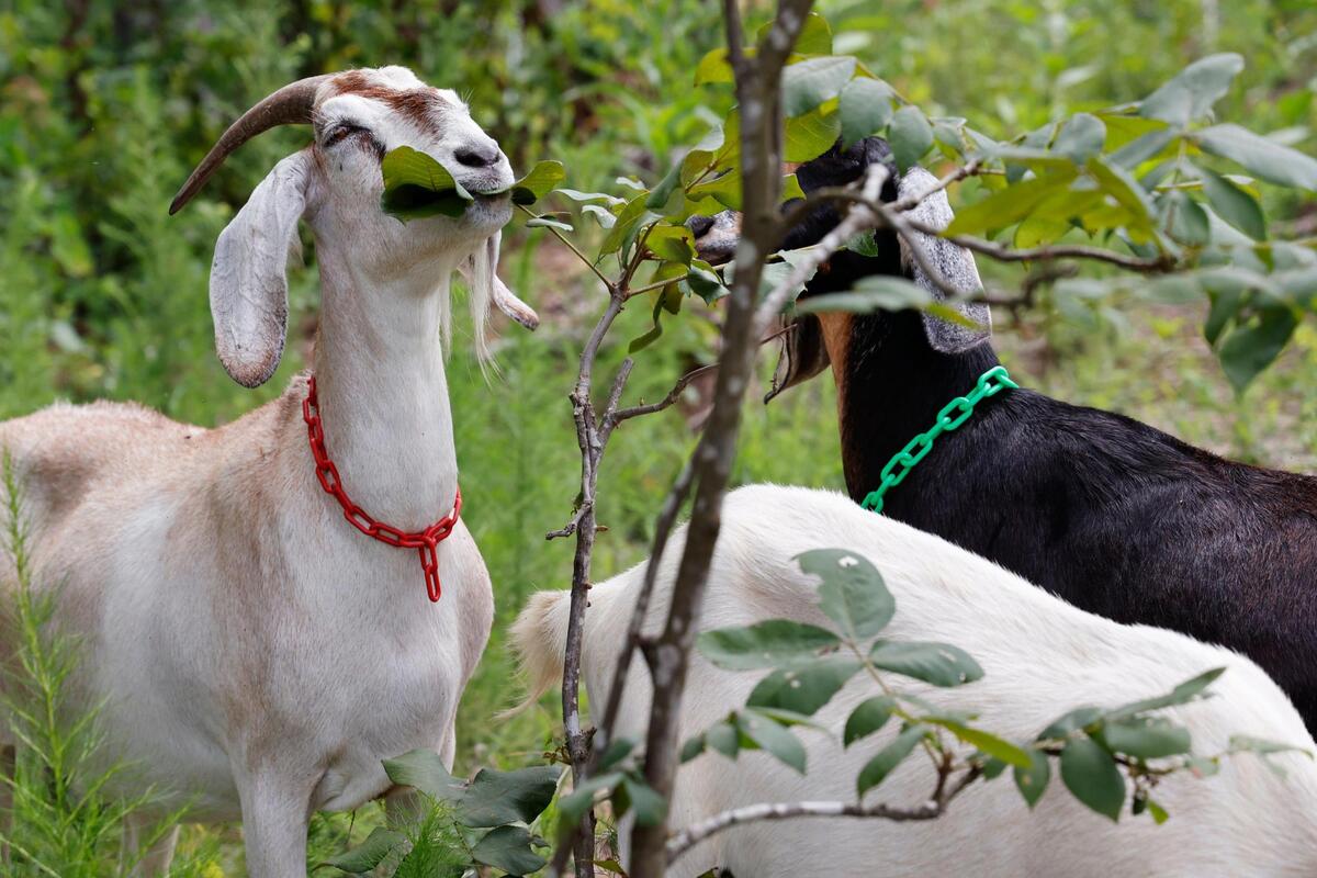 Goats clear overgrown plants and debris at a home in Gaston, South Carolina on Thursday, July 27, 2023.