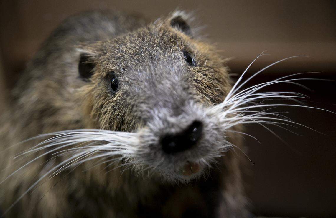 A mount of a nutria is in a display at the South Carolina Association of Taxidermists convention in Columbia. The event, with hands-on seminars, vendors and a mount competition is taking place through Saturday, June, 22 at the Embassy Suites by Hilton Columbia Greystone.
