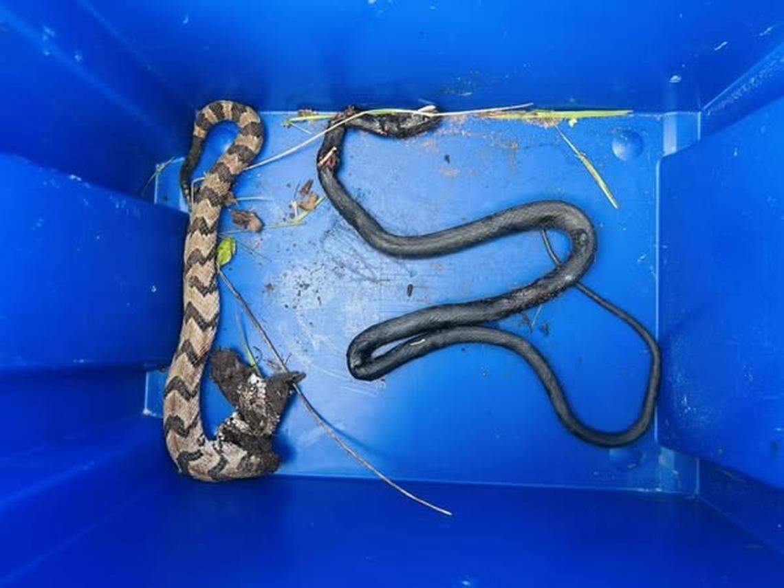 Snakes were recovered when rescuers worked to aid a woman who was trapped in a well.