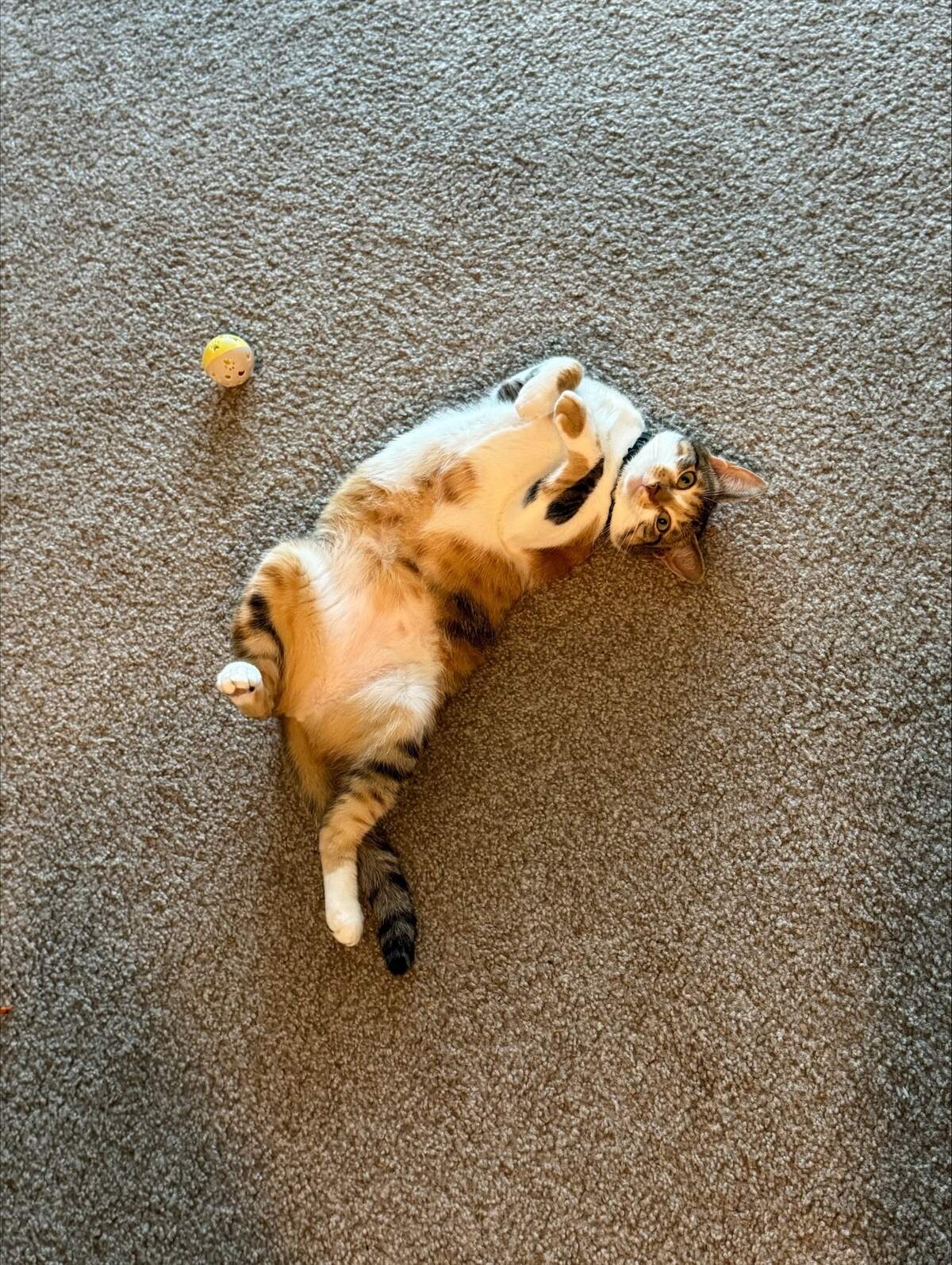 Waffles, a calico from Market Common, was voted the cutest cat in the Myrtle Beach area by The Sun News subscribers.