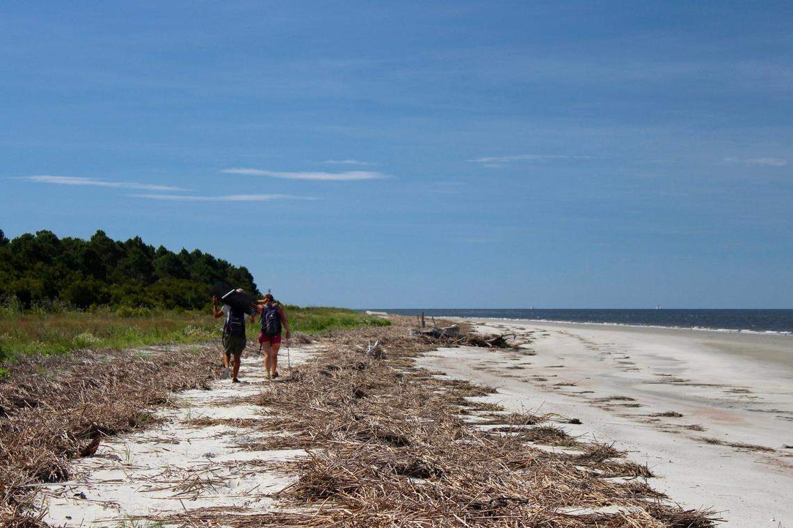 Every week in the summer, DNR biologists visit Otter Island, one of the protected islands in the ACE Basin harvesters will not have access to this year.