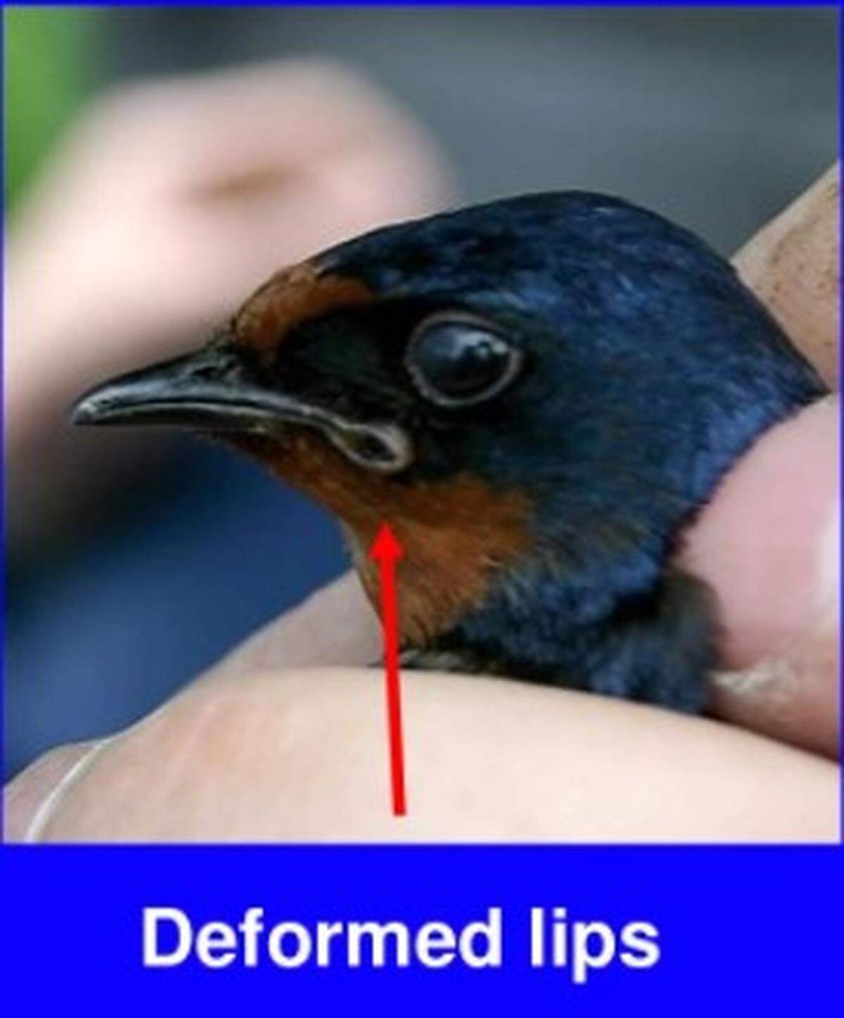 A bird living near the Chernobyl nuclear disaster site in Ukraine has deformed lips. The Chernobyl nuclear accident caused long-term impacts on some types of wildlife, University of South Carolina researchers have found.