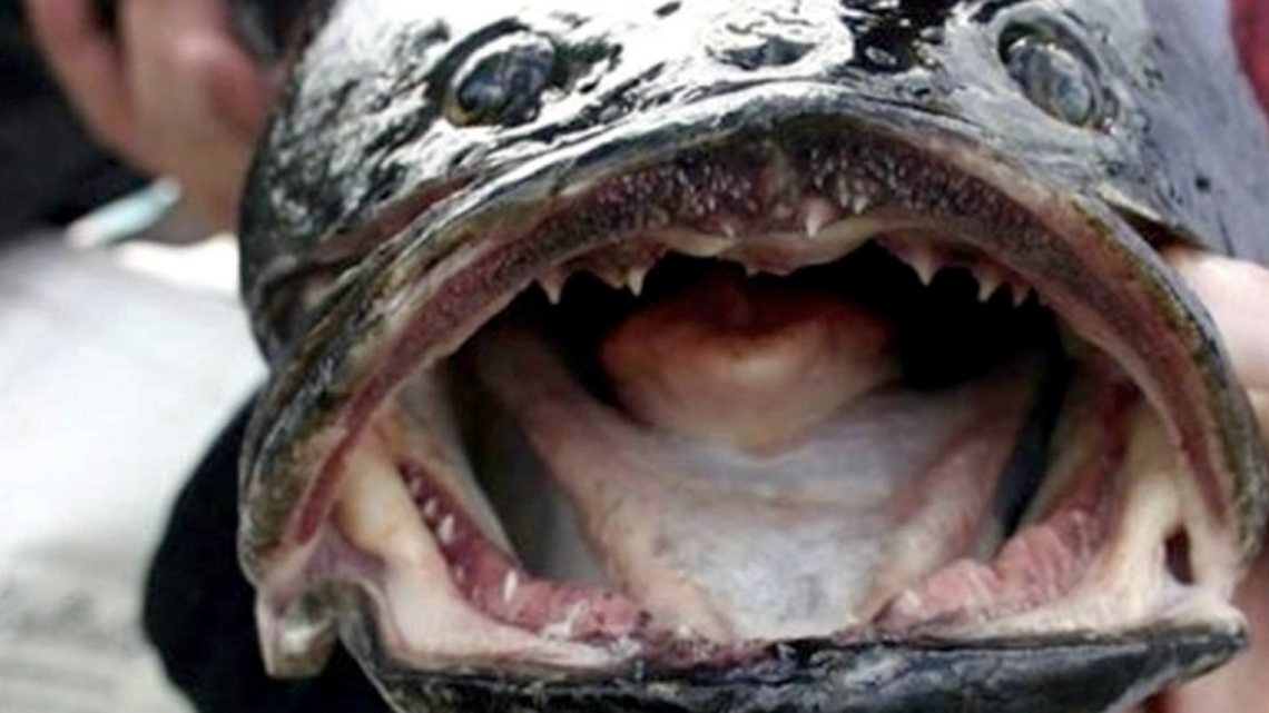 This fish is ugly, can breathe air and if you see it in SC, kill it immediately. Here’s why