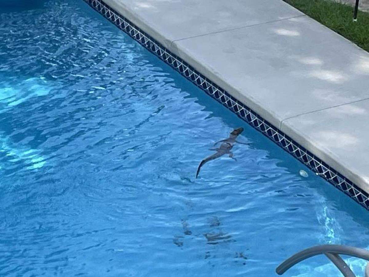 Homeowner Keith Suttle says the 4-foot gator literally took up residence at the house near Pawleys Island.