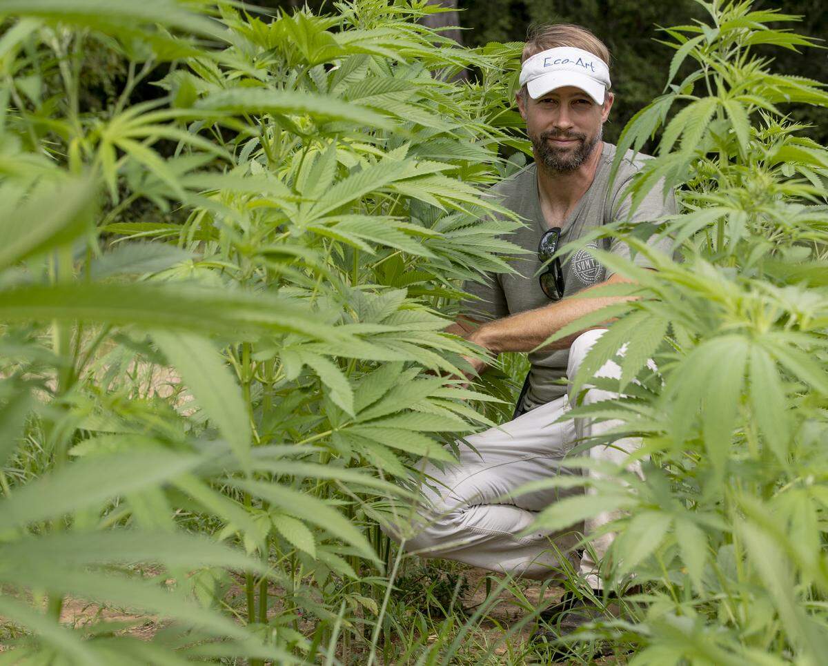 Nat Bradford kneels in his hemp plot on his farm Tuesday July 31, 2018, in Sumter, SC. Bradford is one of twenty applicants to receive a permit to grow hemp on their property last year.