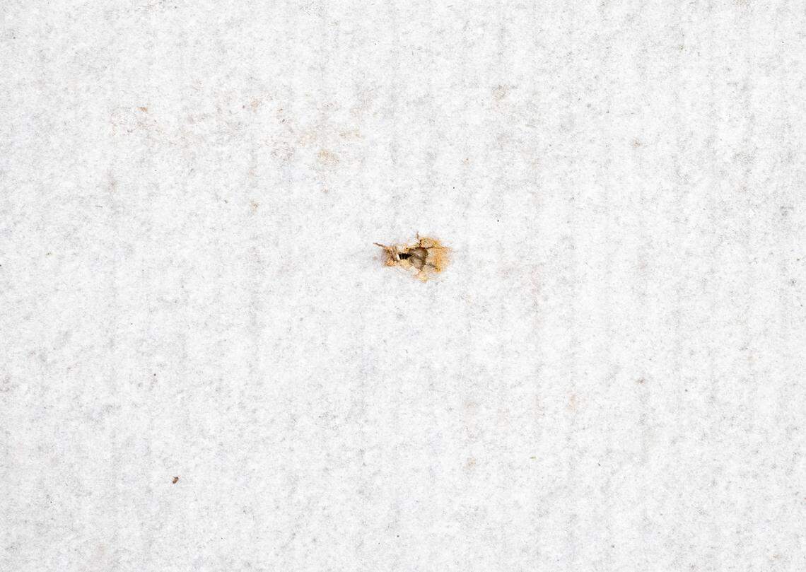 A bullet hole is seen in the quail pen at the Murdaugh Moselle property on Wednesday, March 1, 2023 in Islandton. Andrew J. Whitaker/The Post and Courier/Pool