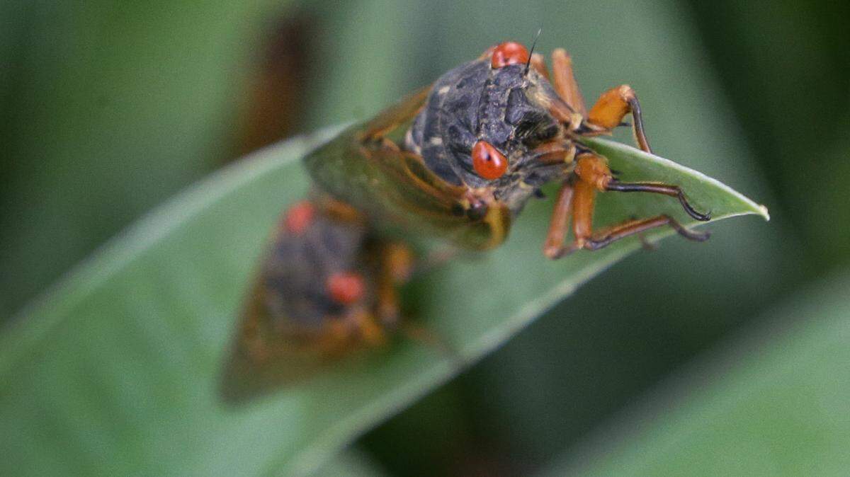 FILE - A periodical cicada lands on an Iris leaf in a garden in Lawrence, Kan., on May 29, 2015. Swarms of the red-eyed bugs reemerging after 17 years below ground offer a chance for home cooks to turn the tables: making the cicadas into snacks. Full of protein, gluten-free, low-fat and low-carb, cicadas were used as a food source by Native Americans and are still eaten by humans in many countries. (AP Photo/Orlin Wagner, File)
