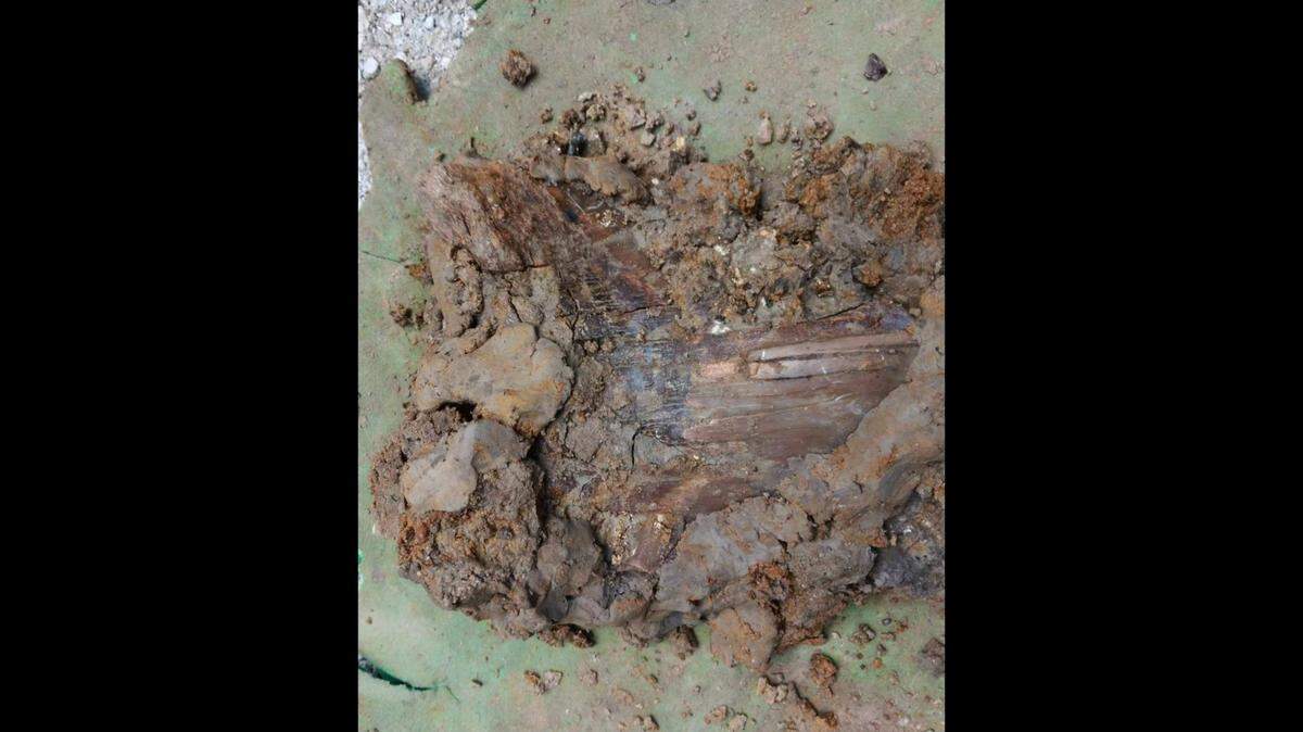 A prehistoric megalodon tooth measuring 6.5 inches was found buried in clay at a site in South Carolina’s Lowcountry, according to a tour group leading the excursion.