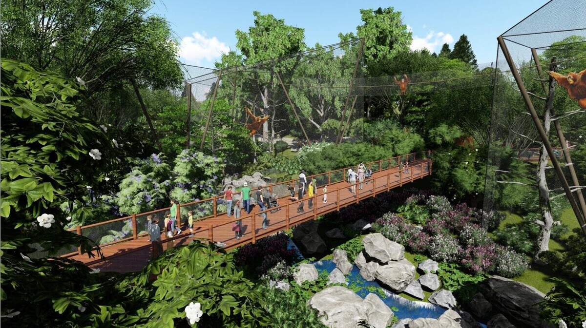 A rendering of a proposed primate forest bridge at Riverbanks Zoo, which is proposing a sweeping expansion project.