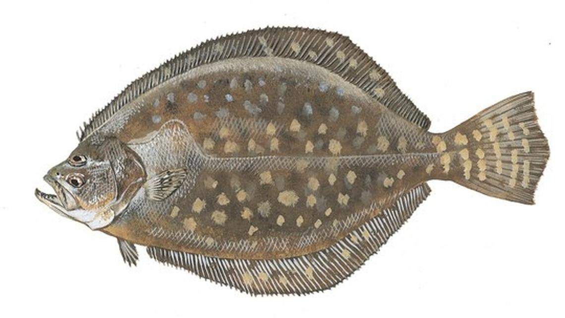 Southern flounder regularly rank as one of the top three most targeted fish among recreational anglers along the South Carolina coast. They’re prized for their delicious white meat.
