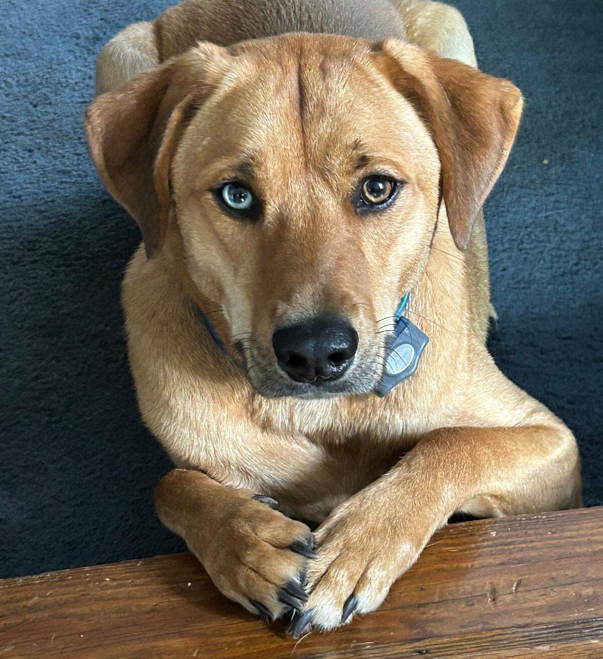 An image of Chester, winner of the first Cutest Dog in Columbia poll from The State.