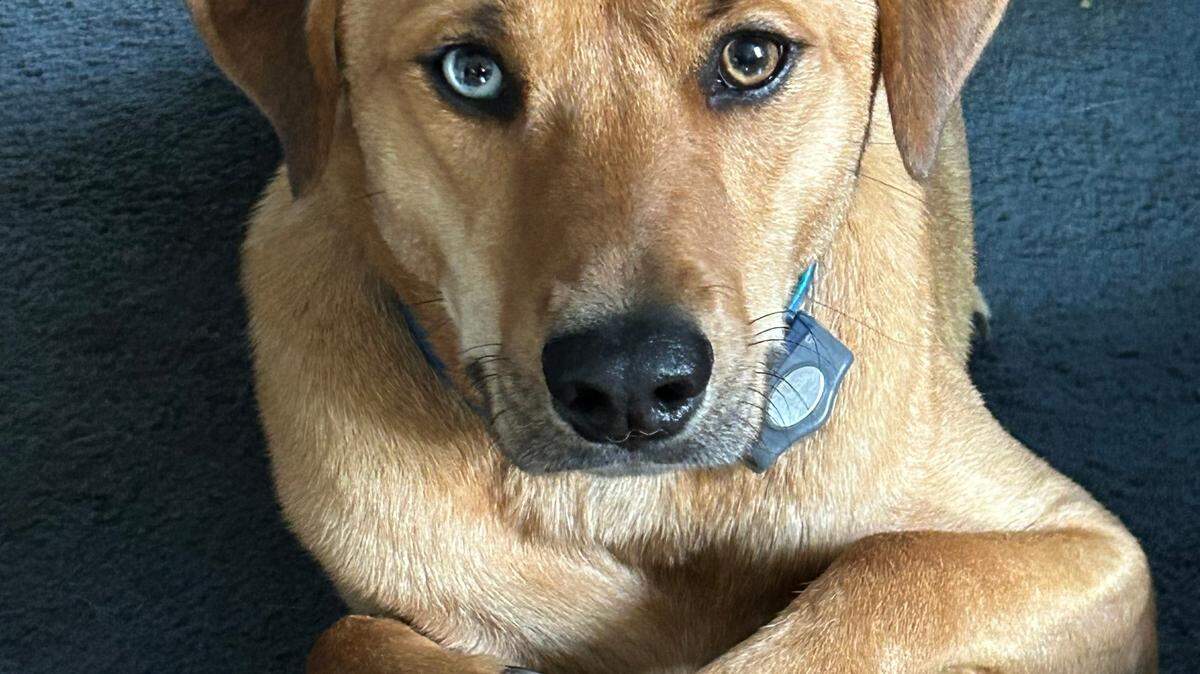 An image of Chester, winner of the first Cutest Dog in Columbia poll from The State.