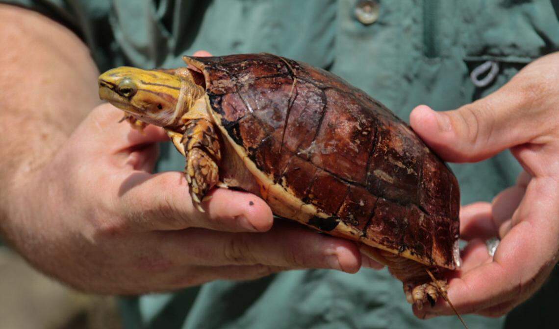 The McCord's Box Turtle  is the seventh most endangered turtles in the world. The pet trade, particularly in Asia, has nearly depleted the wild population.