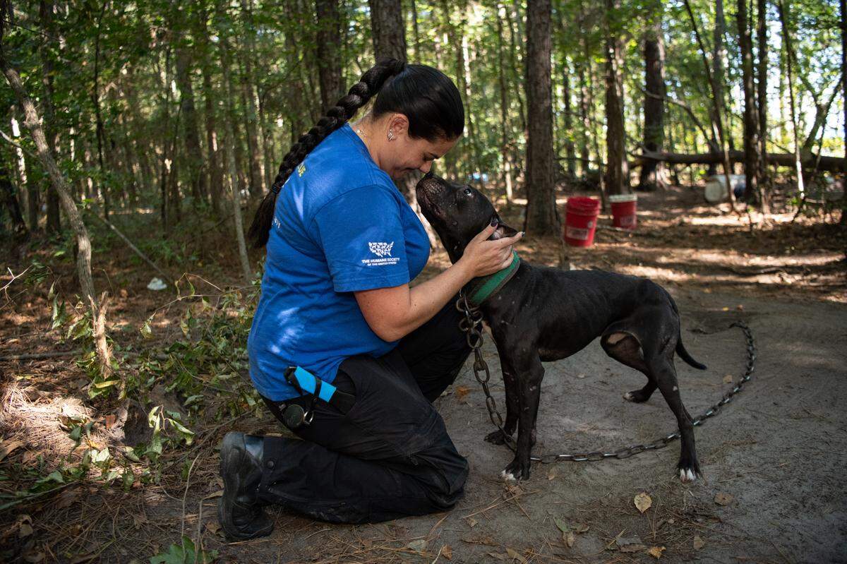 The Humane Society of the United States assists federal authorities in rescuing dogs from an alleged dogfighting operation throughout multiple properties in South Carolina. Photo by Meredith Lee/The HSUS