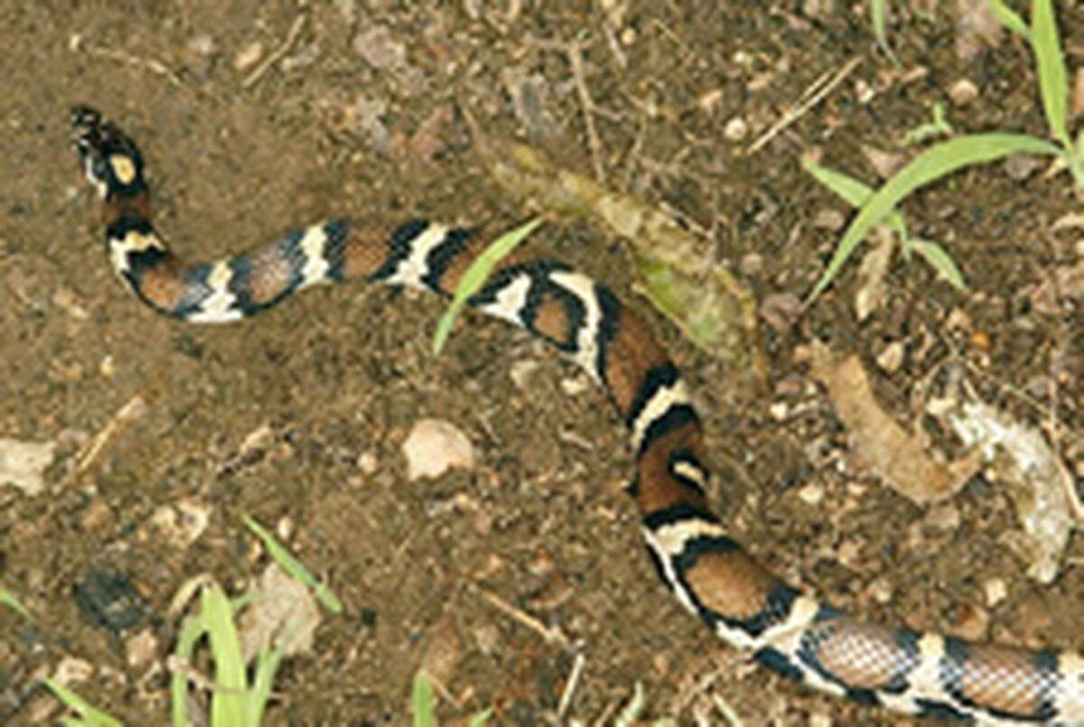 An image of an eastern milk snake.