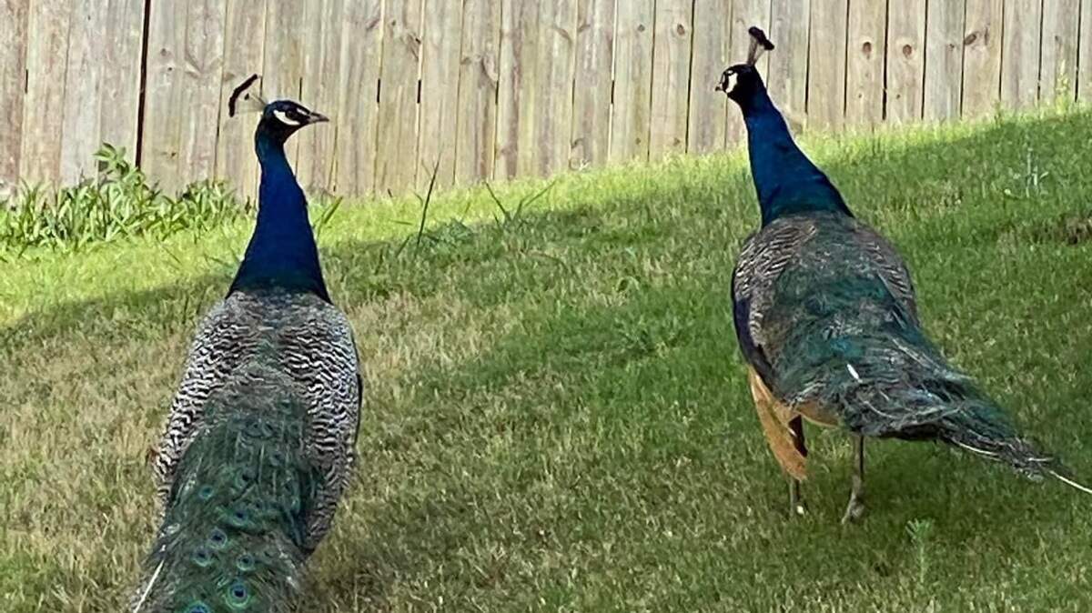 Linda MacDonald took a picture of two peacocks “hanging out” in her backyard in 2022. This year, several others have spotted the exotic birds.