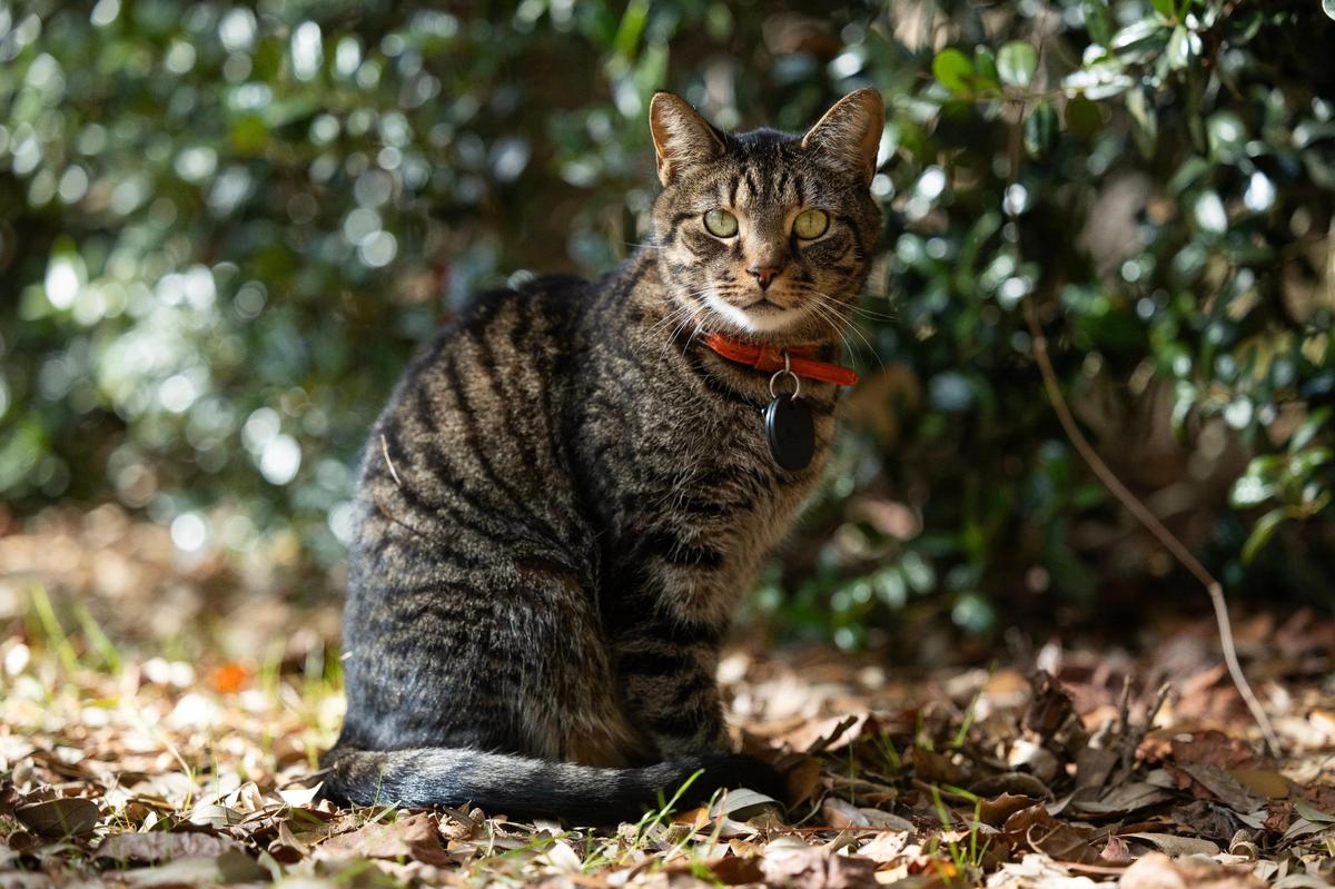 Figgy, a cat that lives on the University of South Carolina’s campus, on Wednesday, December 6, 2023. He and other cats are cared for by the C. S. Lewis Student Center.