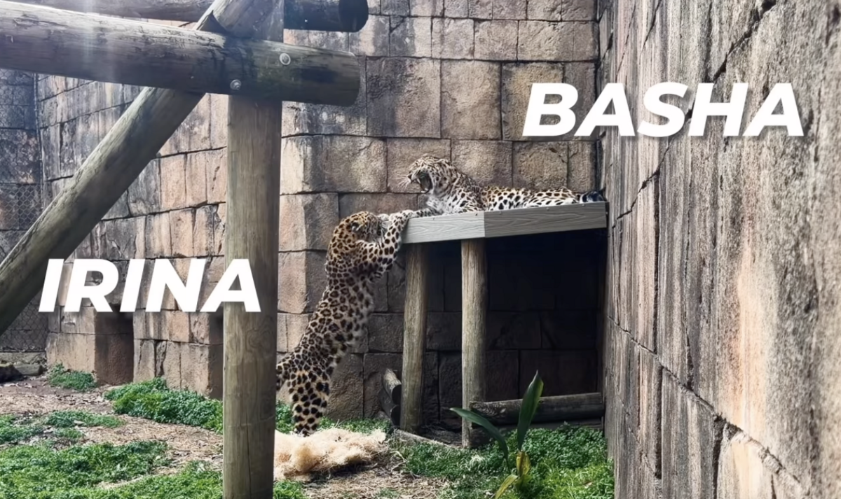 Irina and Basha are part of a breeding program at the Greenville Zoo to help the seriously endangered amur leopard.