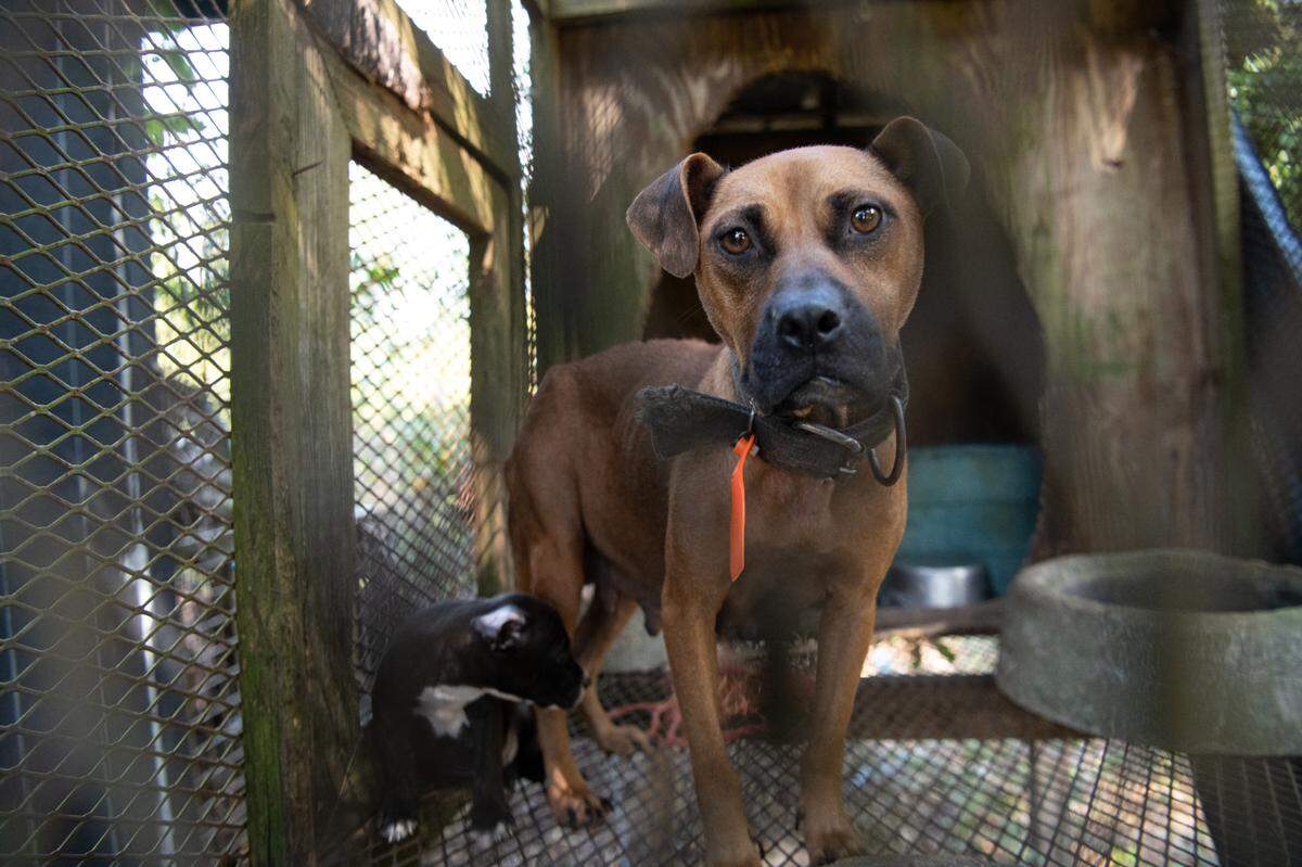 The Humane Society of the United States assists federal authorities in rescuing dogs from an alleged dogfighting operation throughout multiple properties in South Carolina. Photo by Meredith Lee/The HSUS