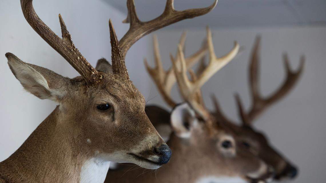 Mounted deer heads on display at Triangle Safe & Lock in West Columbia, South Carolina on Thursday, November 2, 2023.