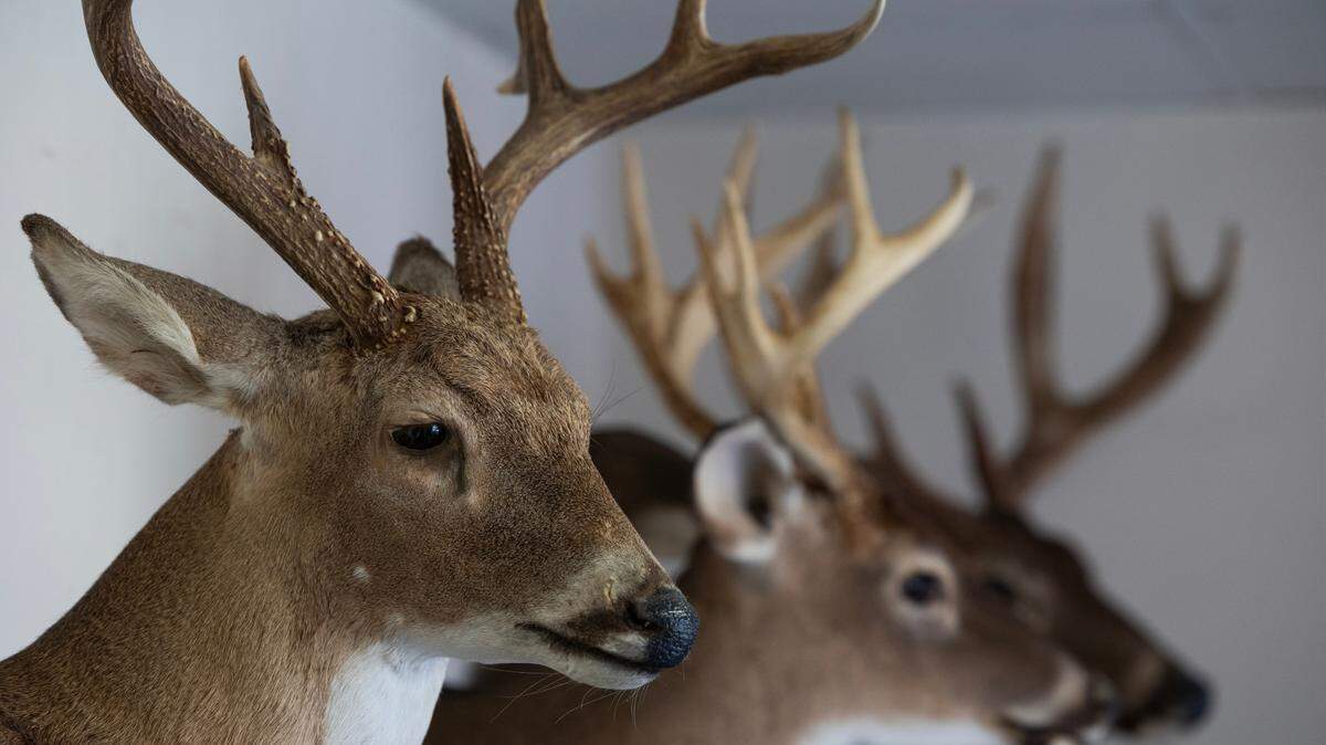 Mounted deer heads on display at Triangle Safe & Lock in West Columbia, South Carolina on Thursday, November 2, 2023.