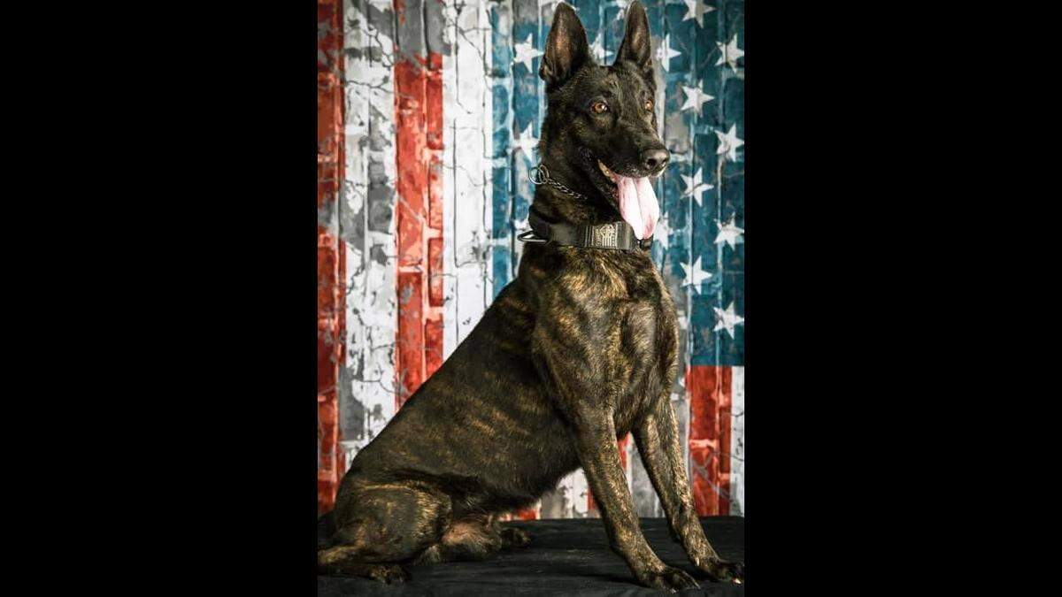 Richland County Sheriff’s Department K9 Kodak, a 6-year-old Dutch Shepherd, died Thursday, Oct. 10, 2024 from injuries sustained in the line of duty.