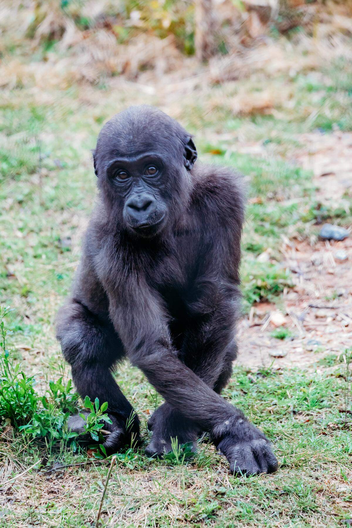 Gorilla ZaKota poses for a picture at Riverbanks Zoo, 2022.