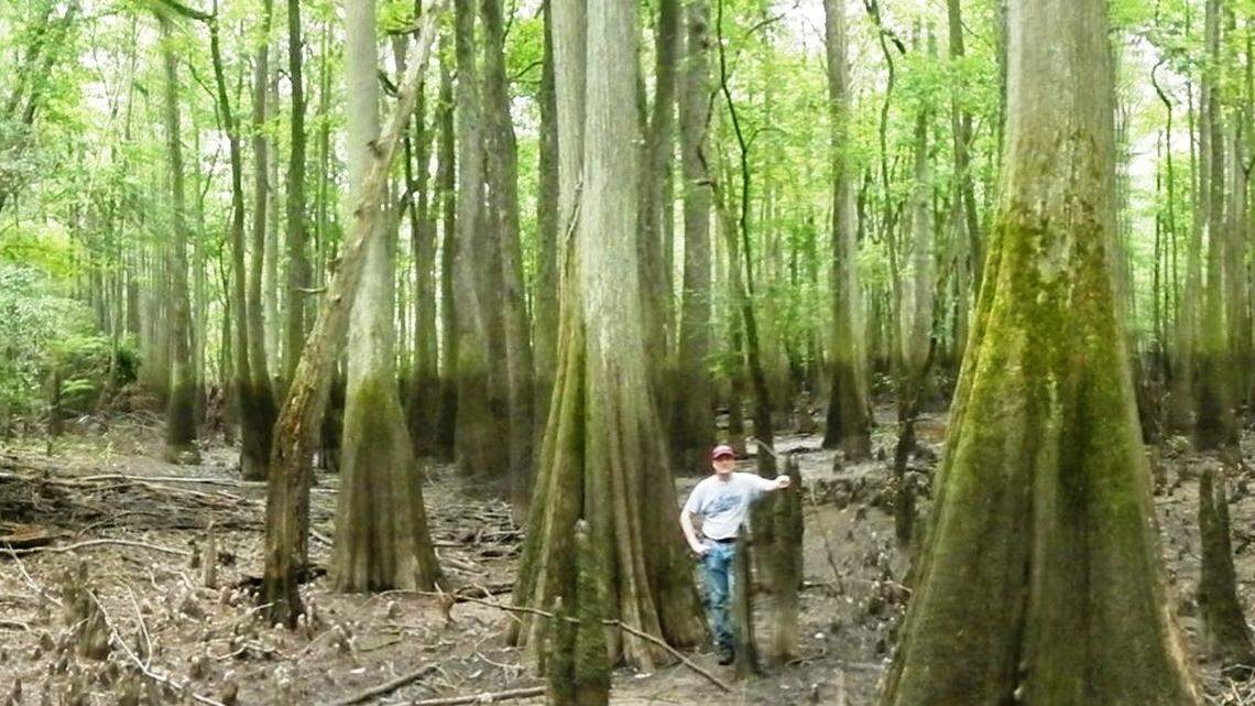 Land near U.S. 601 is being protected adjacent to Congaree National Park