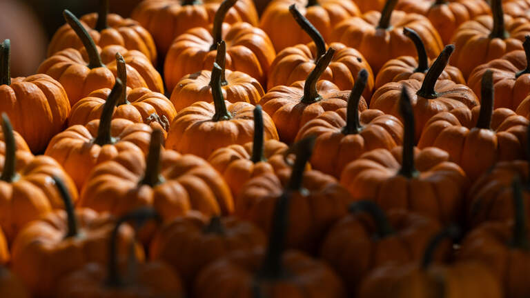What some SC residents must do differently on Halloween night to protect kids