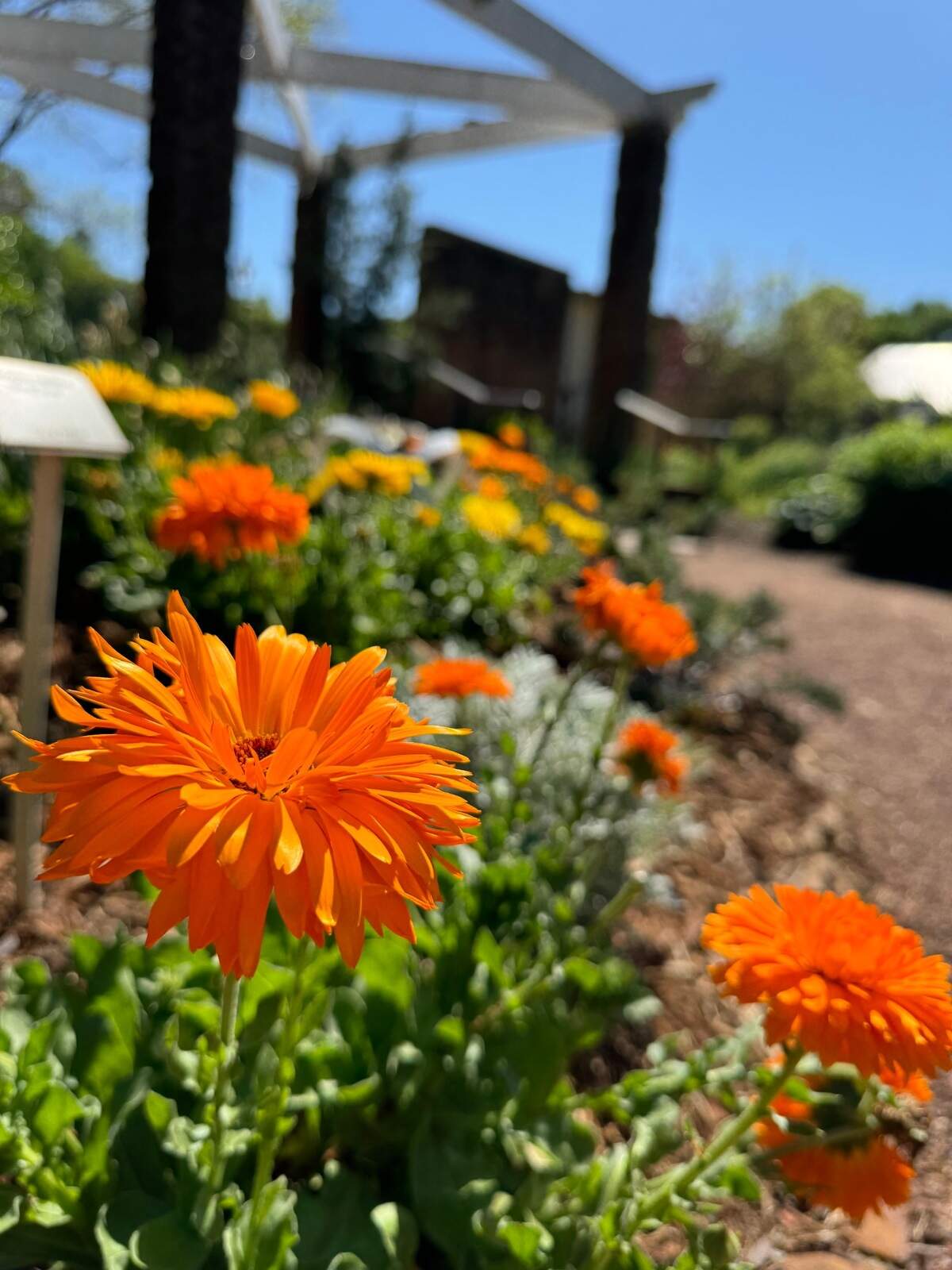 An image of flowers at the botanical garden.