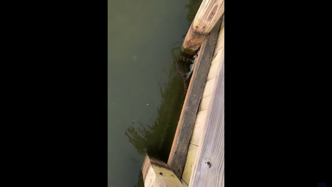 A South Carolina man captured a struggle between a catfish and a hungry snake that latched onto it, near the Lake Moultrie shore.