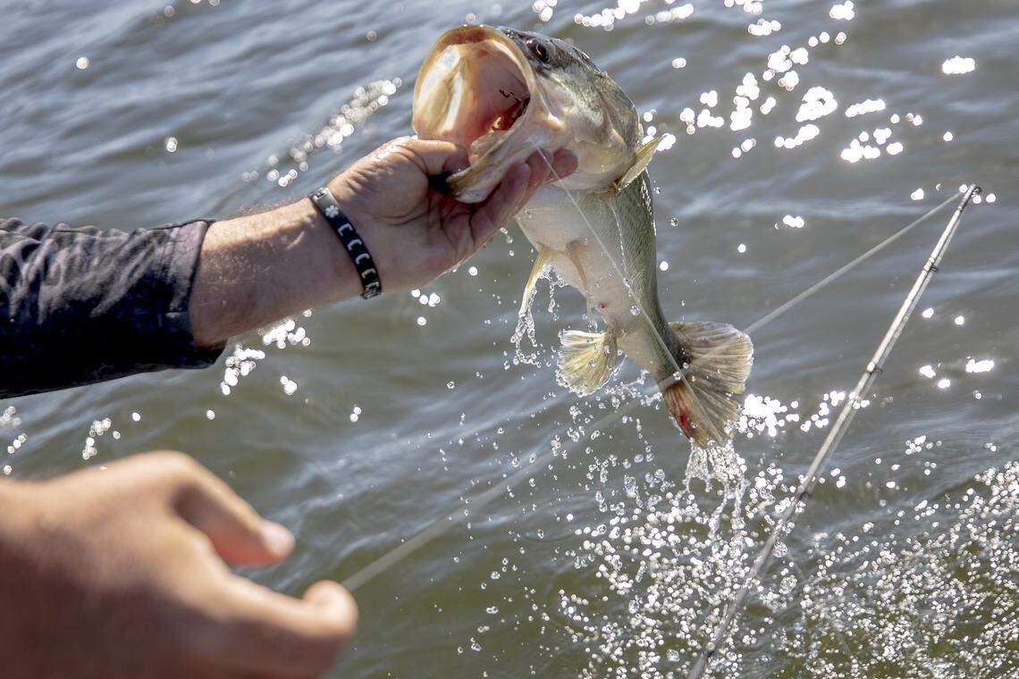 Fish can be contaminated by dioxin, a deadly compound that lingers in the environment.