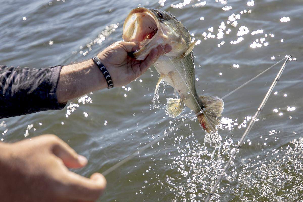 Fish can be contaminated by dioxin, a deadly compound that lingers in the environment.