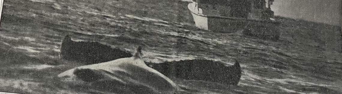 A fishing boat from Little River attempted to rescue a stricken humpback whale from the surf in North Myrtle Beach in March 1986. The rescue attempt failed, the whale beached itself and later died. The bones were never displayed in the State Museum as planned.
