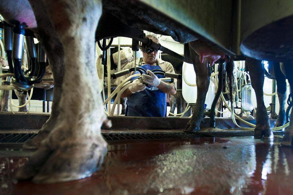 The S.C. Department of Corrections farm, shown July 26, produces milk, eggs and grits served daily to the department’s 20,000 inmates. With the opening of the new dairy farm, the milking herd would grow from 220 to 1,000 cows, generating 1.8 million gallons of excess milk that will be sold on the open market.
