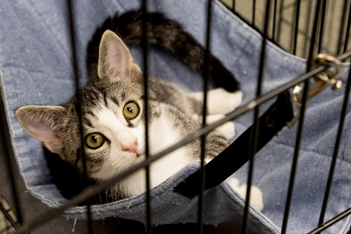 A kitten looks up from a cage Pawmetto Lifeline as fans and portable air conditioning units run nearby. The central air is broken at the facility.