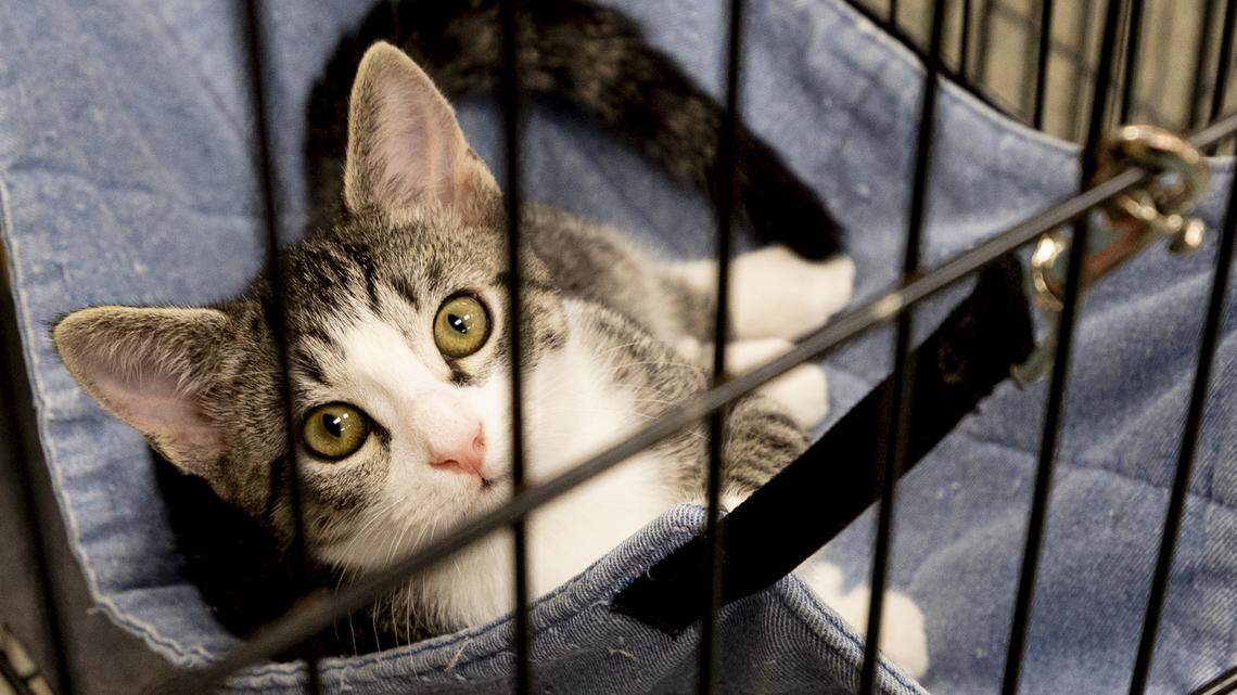 View of The Honest Kitchen - Healthy, High Quality, Human Grade Food for Dogs