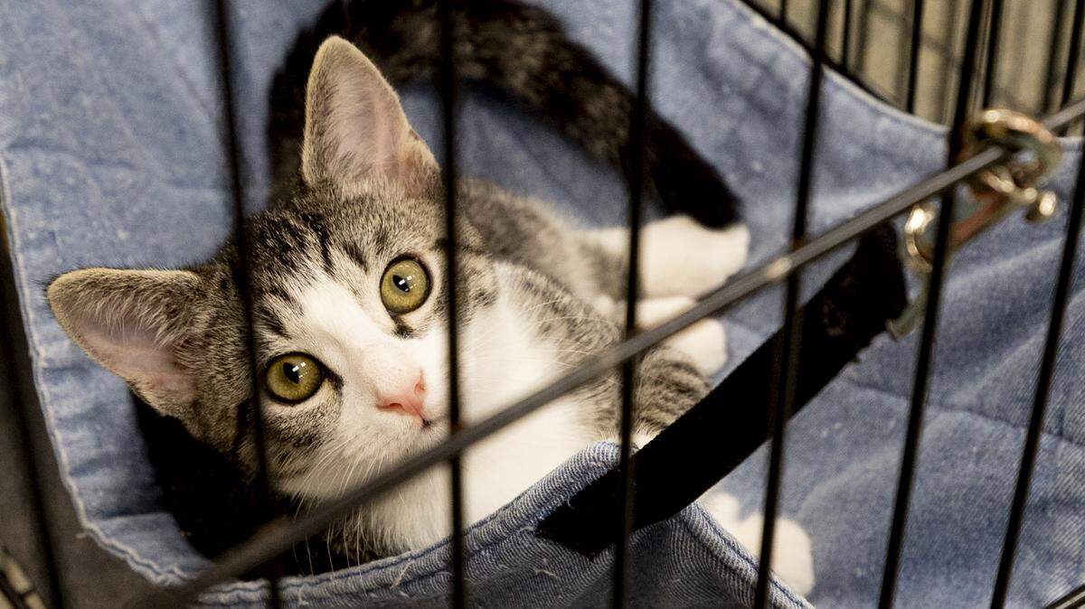 To avoid avian flu, the FDA advises keeping cats from hunting and consuming wild birds. 