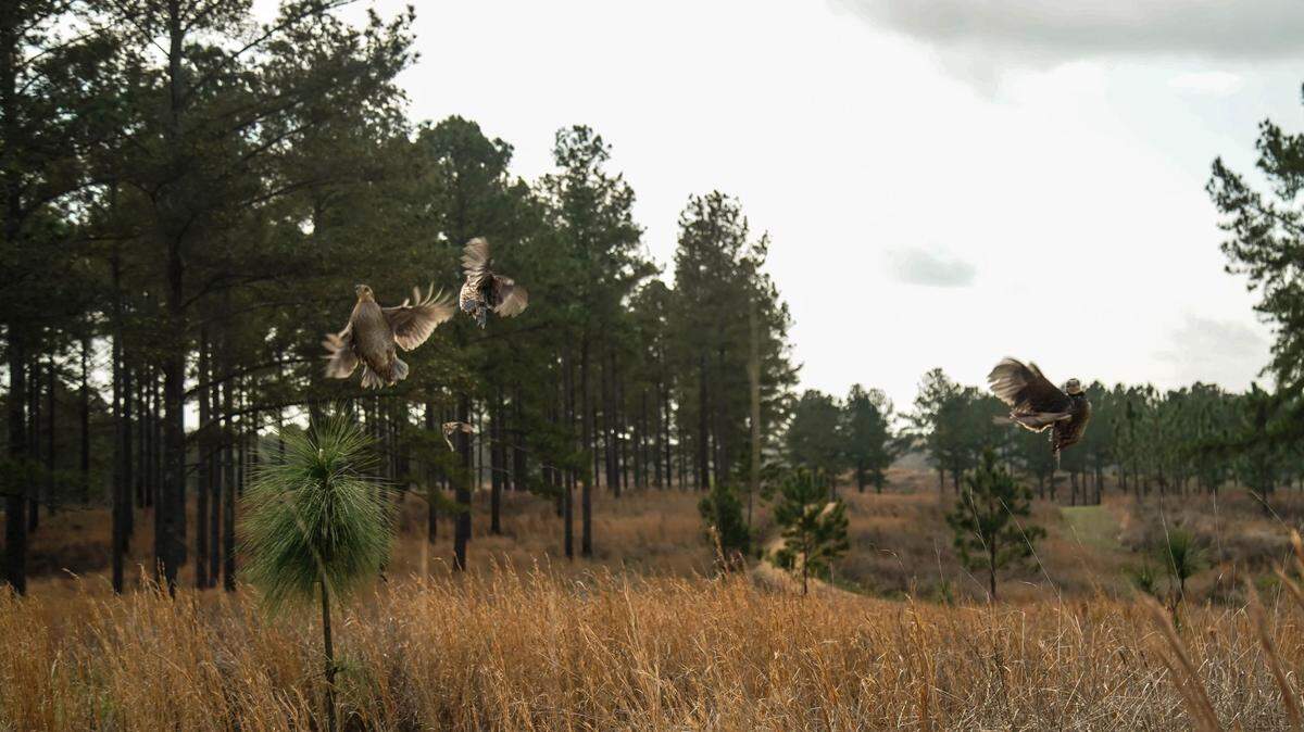 Retired high school football coach Mooney Player is selling his land near Dalzell for a state quail preserve