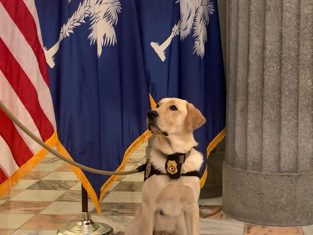 South Carolina Probation, Parole and Pardon Services recently received K-9 Chip, a Golden Retriever and Labrador mix, to detect hidden electronic devices during searches.