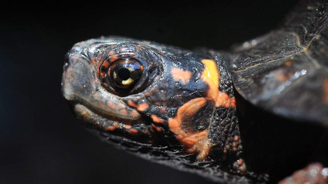 Turtle smuggling target for extinction in SC State House bill | The State