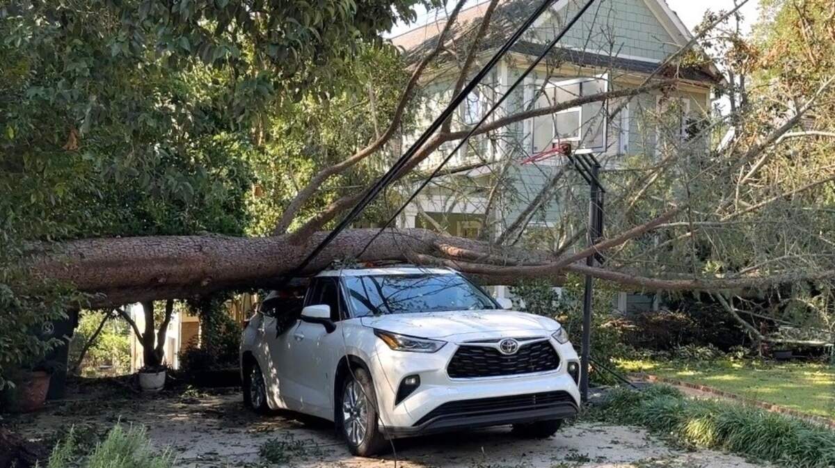 An image of a tree on a car in Greenville on Monday.
