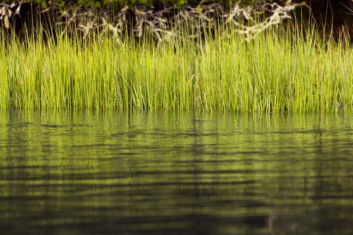 Brackish water surrounding Edisto Island in South Carolina on Monday, August 18, 2020. A species vibrio lives in this water, which can be dangerous to anyone in the water with an open cut.