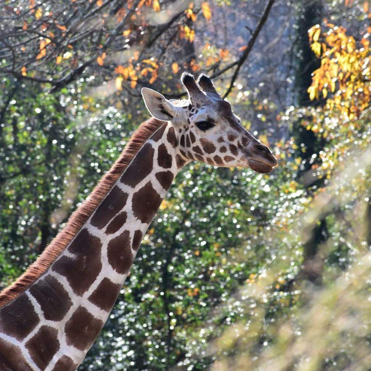 Isabelle, a giraffe at Riverbanks Zoo & Garden, died.
