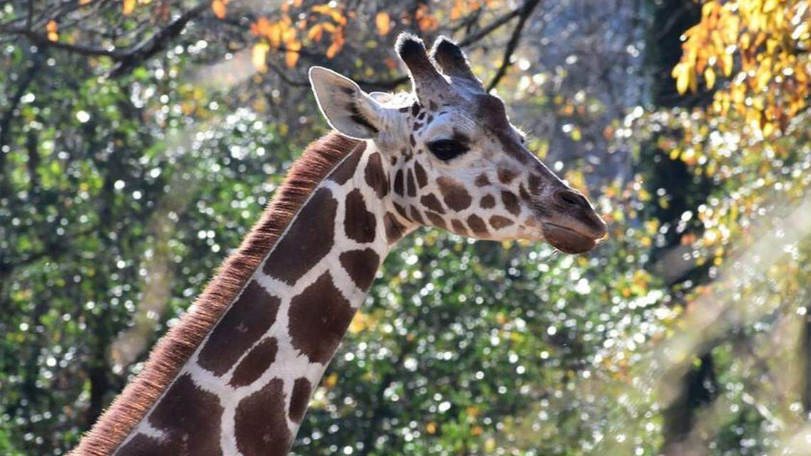 ‘Our hearts are heavy.’ Riverbanks Zoo announces death of 13-year-old giraffe
