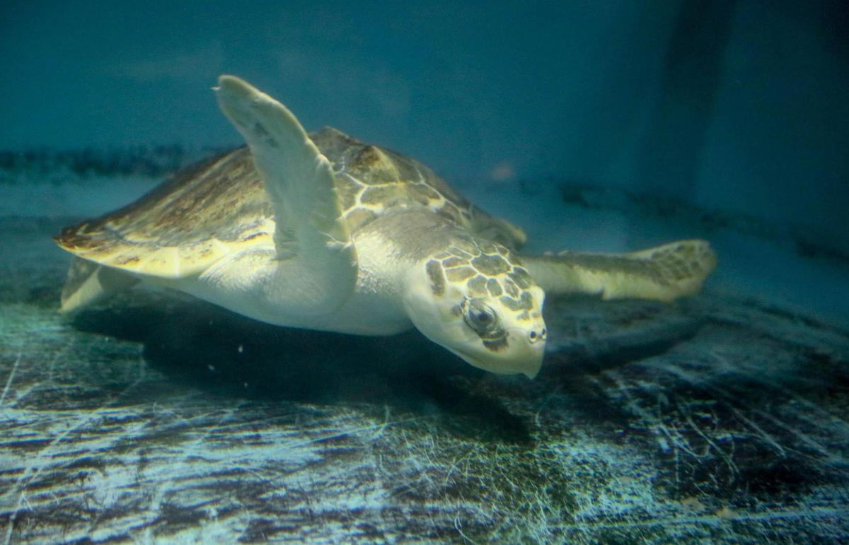 Ed, a Kemp’s Ridley turtle, came into the Sea Turtle Care Center at the South Carolina Aquarium in Charleston tangled in fishing line.