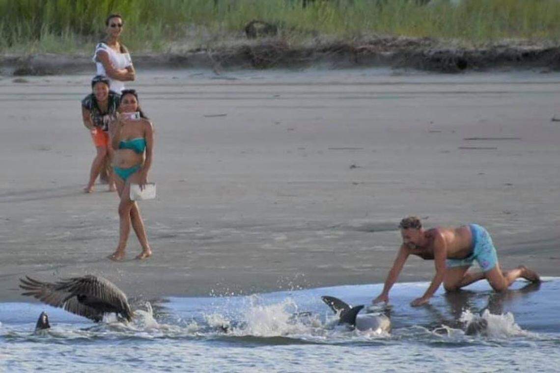 This photo, taken July 25, shows an example of people getting too close to feeding dolphins on a South Carolina beach. Getting that close is dangerous, experts say.